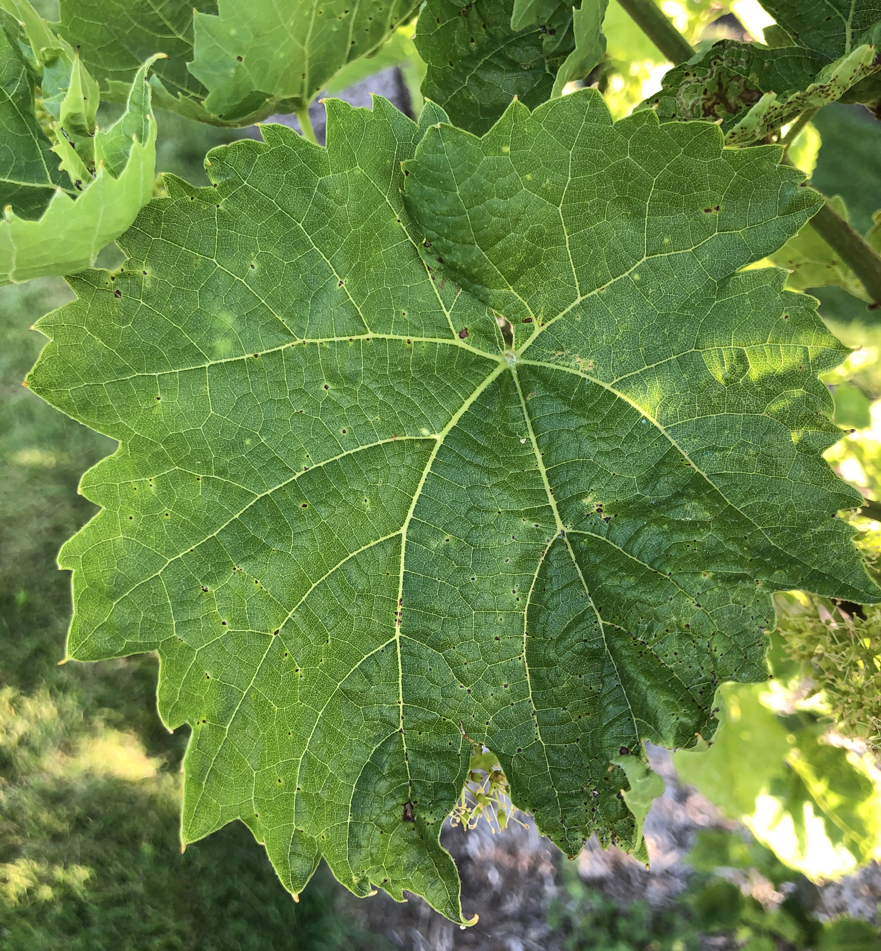 Phomopsis damage on leaves